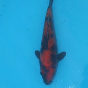 Carpe koi Hi Utsuri 17cm
