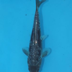Carpe koi Haragoke 24cm