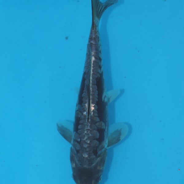 Carpe koi Haragoke 24cm