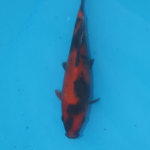 Carpe koi Hi Utsuri 20cm