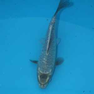 Carpe koi Soragoi Haragoke 22cm