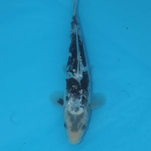 Carpe koi Komunryu Haragoke 21cm