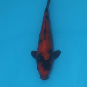Carpe koi Hi Utsuri 20cm