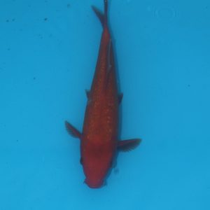 Carpe koi Oranji Ogon 18cm