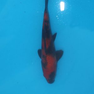 Carpe koi Hi Utsuri 21cm