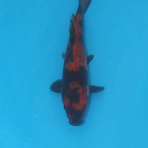 Carpe koi Hi Utsuri 20cm