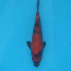 Carpe koi Hi Utsuri 18cm