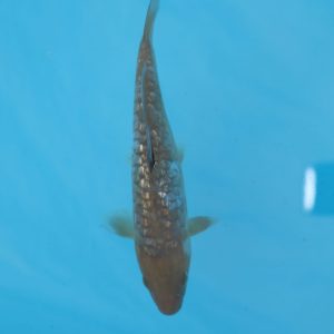 Carpe koi Ochiba Ginrin Haragoke 19cm