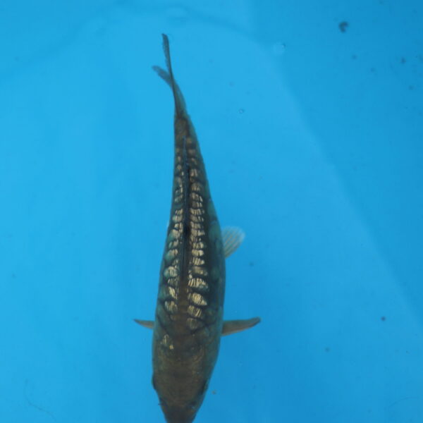 Carpe koi Chagoi Haragoke 18cm