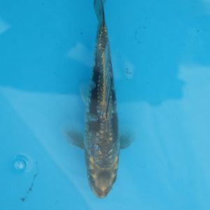 Carpe koi Haragoke 22cm