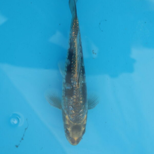 Carpe koi Haragoke 22cm