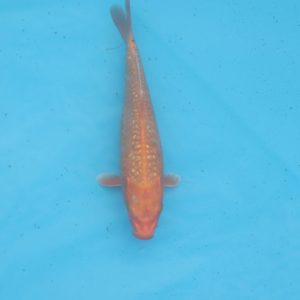 Carpe koi Oranji Ginrin Haragoke 19cm