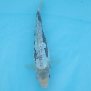 Carpe koi Komunryu Haragoke 24cm