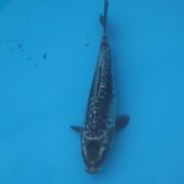 Carpe koi Haragoke 23cm