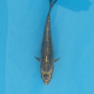 Carpe koi Kin Ki Utsuri Haragoke 18cm