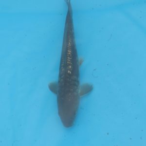 Carpe koi Haragoke 20cm