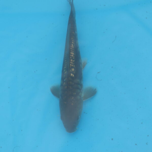 Carpe koi Haragoke 20cm
