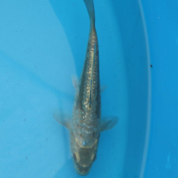 Carpe koi Haragoke 21cm