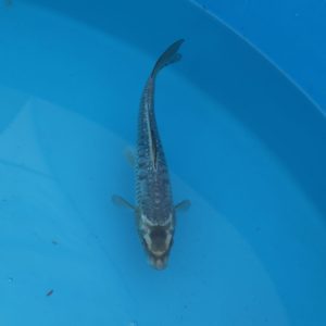 Carpe koi Soragoi Haragoke 23cm