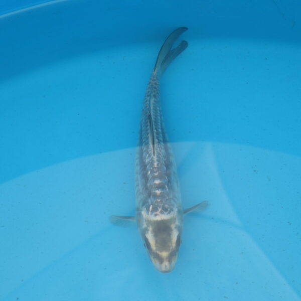 Carpe koi Haragoke 22cm