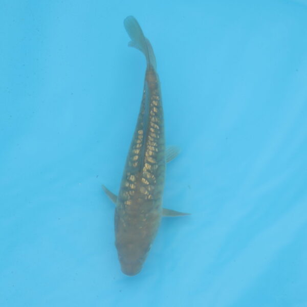 Carpe koi Chagoi Haragoke 19cm