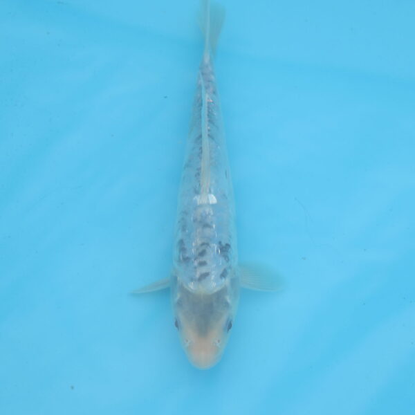 Carpe koi Haragoke 19cm