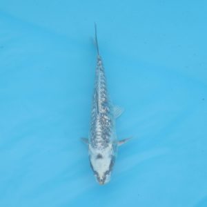Carpe koi Haragoke 17cm