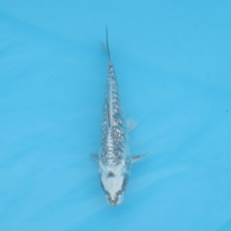 Carpe koi Haragoke 17cm