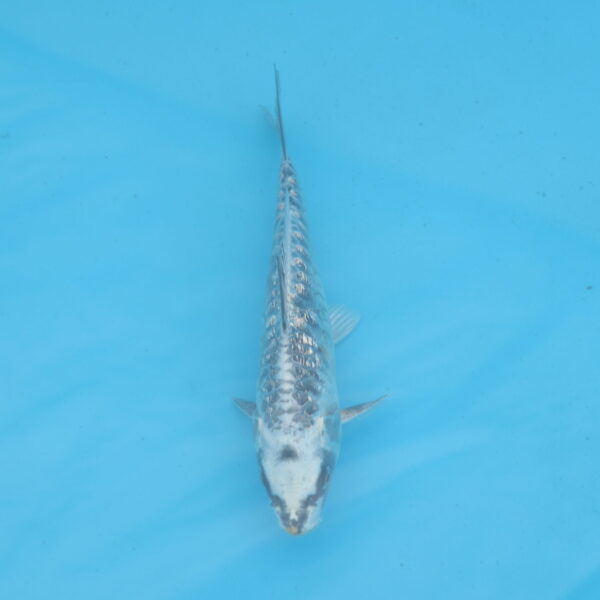 Carpe koi Haragoke 17cm