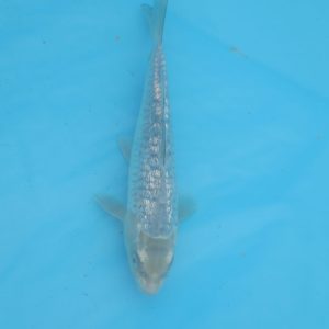 Carpe koi Haragoke 19cm