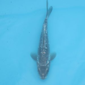 Carpe koi Haragoke 19cm