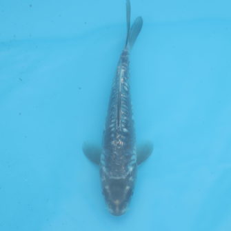 Carpe koi Haragoke 19cm