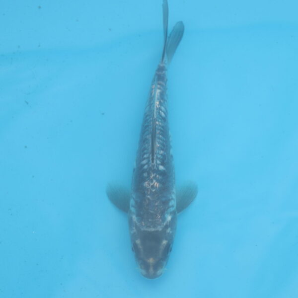 Carpe koi Haragoke 19cm