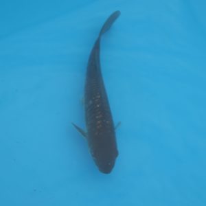 Carpe koi Haragoke 20cm