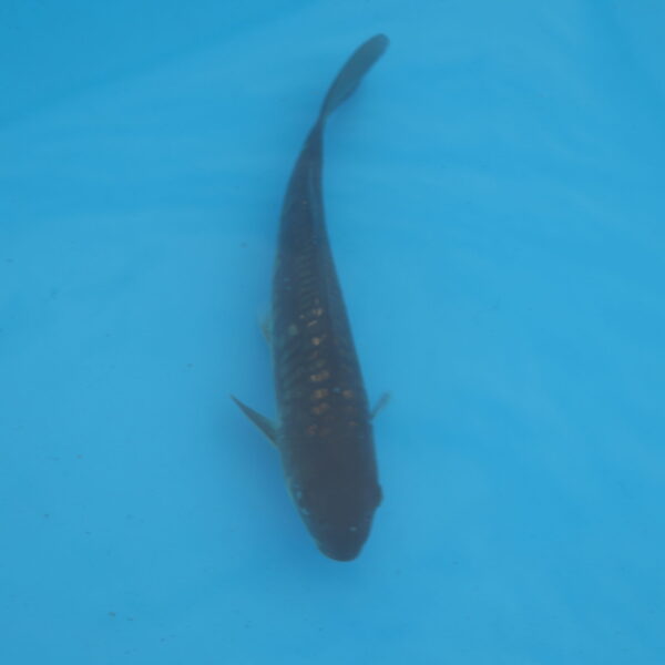 Carpe koi Haragoke 20cm