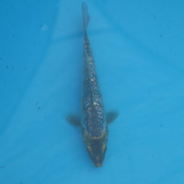 Carpe koi Haragoke 16cm