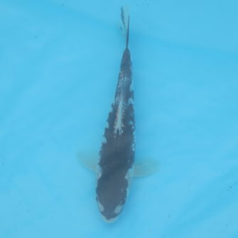 Carpe koi Haragoke 18cm