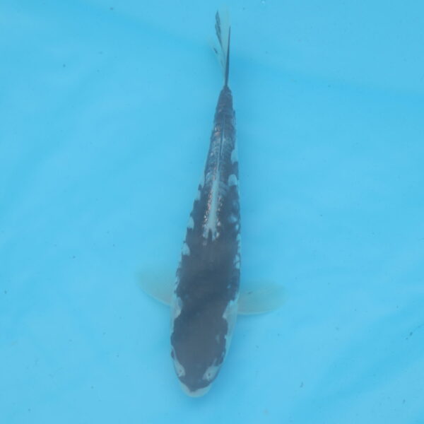 Carpe koi Haragoke 18cm