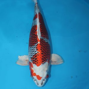 Carpe koi Kujaku 64cm
