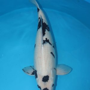 Carpe koi Shiro Utsuri 71cm