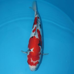 Carpe koi Showa Doitsu 54cm
