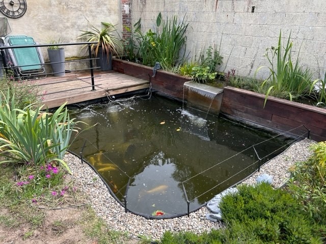 bassin à koi