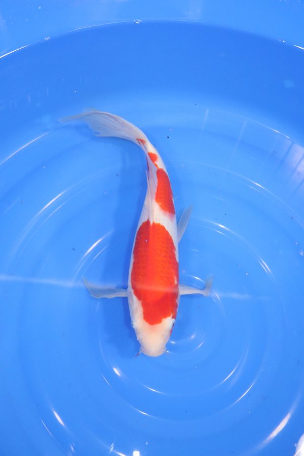 kohaku voile