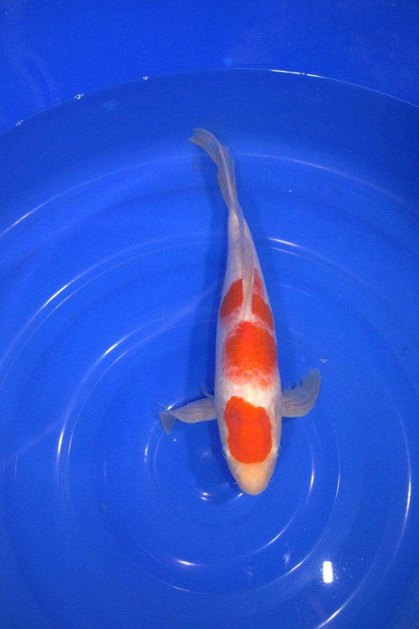 maruten kohaku