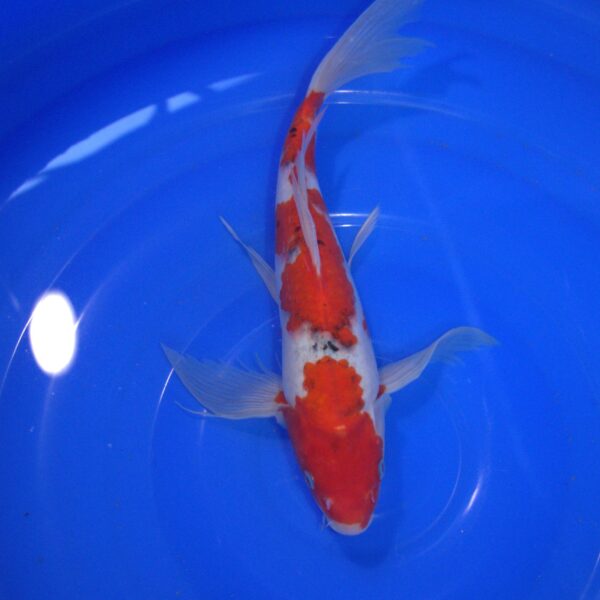 Carpe Koi Sanke voile 34cm