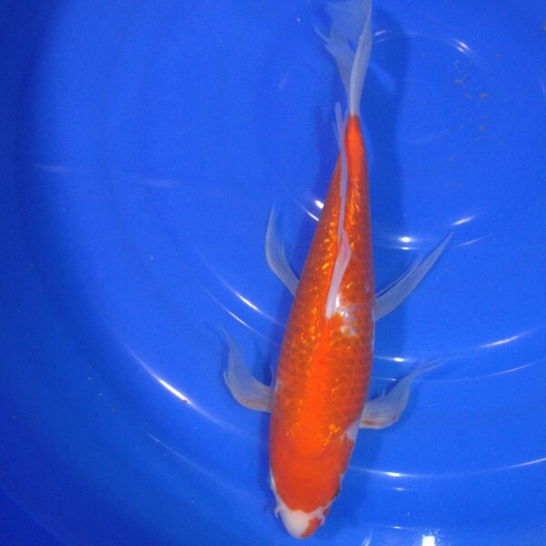 Carpe Koi Kohaku Ginrin voile 36cm