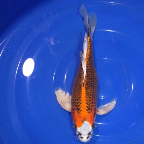 Carpe Koi Kujaku voile 30cm