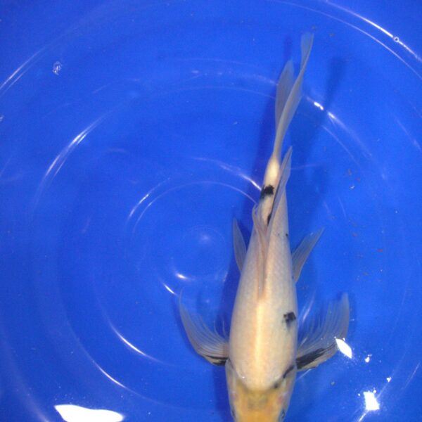 Carpe Koi showa voile 27cm