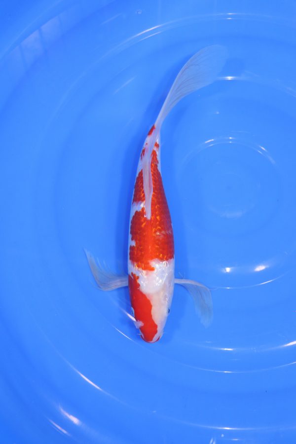 carpe koi japonaise kohaku