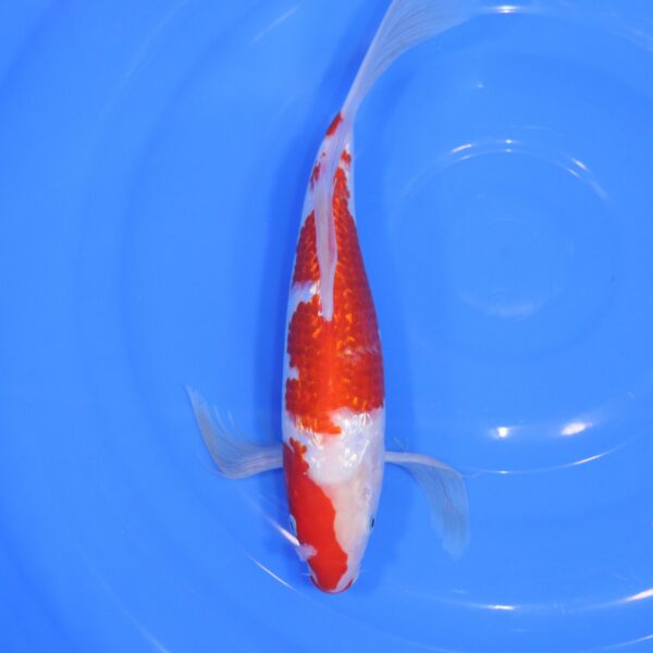 Carpe Koi japonaise kohaku ginrin voile 35cm